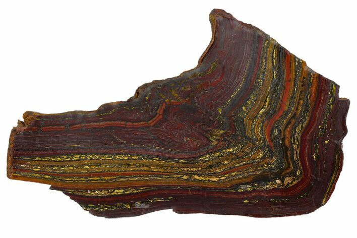 Polished Tiger Iron Stromatolite - Billion Years #129351